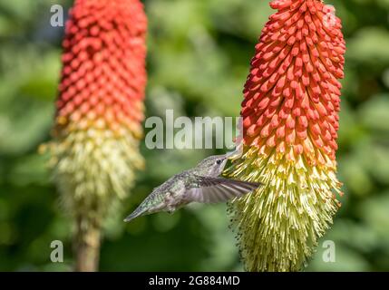 Un colibri d'Anna ' Calypte anna ' sime le nectar d'une torche Lilly plante ' Kniphofia '. Banque D'Images
