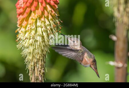 Un colibri d'Anna ' Calypte anna ' sime le nectar d'une torche Lilly plante ' Kniphofia '. Banque D'Images