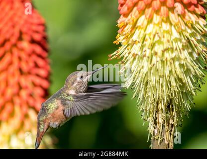 Un colibri d'Anna ' Calypte anna ' sime le nectar d'une torche Lilly plante ' Kniphofia '. Banque D'Images