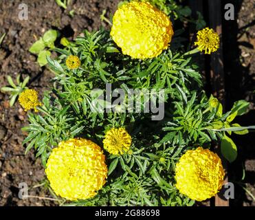 Jaune Marigold (Gates SP.) Banque D'Images