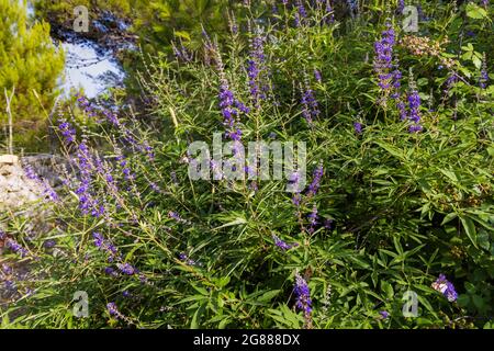 Les fleurs de Vitex agnus-castus, également appelé vitex, arbre chaste Banque D'Images