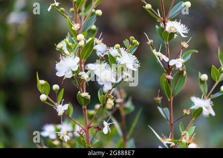 Les fleurs de Myrtus communis, la myrte commune ou véritable myrte Banque D'Images