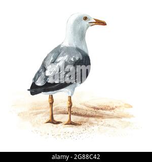 Mouette ou mouette de mer debout sur le sable. Illustration aquarelle dessinée à la main isolée sur fond blanc Banque D'Images