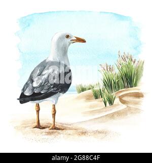 Mouette ou mouette de mer debout sur le sable à l'arrière-plan des dunes de mer. Illustration aquarelle dessinée à la main isolée sur fond blanc Banque D'Images