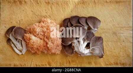 Champignons d'huîtres et la souche néo-zélandaise d'un champignon de la dent de corail rose sur une planche à découper. Banque D'Images