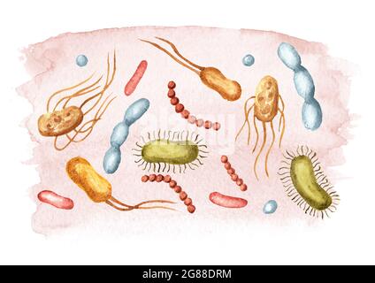 Bactéries prébiotiques bénéfiques. Illustration aquarelle dessinée à la main, isolée sur fond blanc Banque D'Images