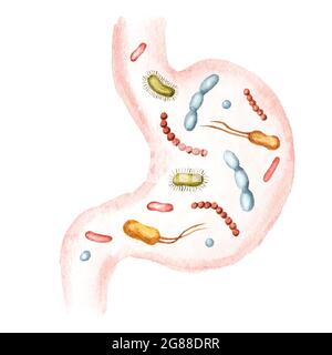 Estomac avec bactéries prébiotiques bénéfiques. Illustration aquarelle dessinée à la main, isolée sur fond blanc Banque D'Images