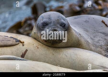 Une jeune femelle de phoque à éléphant (Mirounga leonine) qui repose sur un autre phoque de l'île Macquarie. Banque D'Images