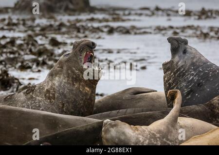 Une paire de phoques d'éléphant mâles (Mirounga leonine) luttant pour la domination. Île Macquarie. Banque D'Images