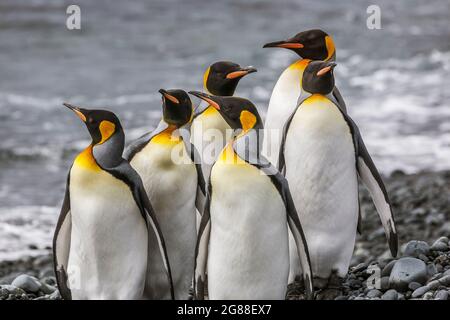 Penguins du roi (Aptenodytes patagonicus), île Macquarie. Banque D'Images