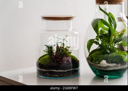 Plantes de décoration dans une bouteille en verre ; terrarium écosystémique autonome ; bouteille de terrarium de jardin ; forêt dans un pot. Pot de terrarium avec auto écosystème. Banque D'Images