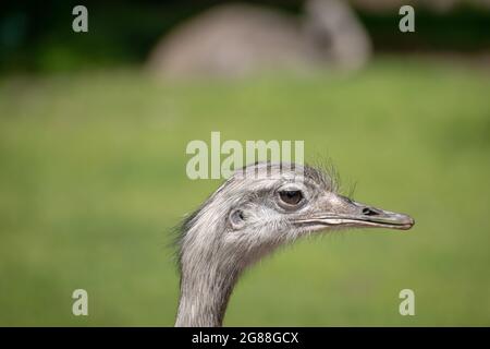 Un oiseau nandou dans un environnement naturel Banque D'Images