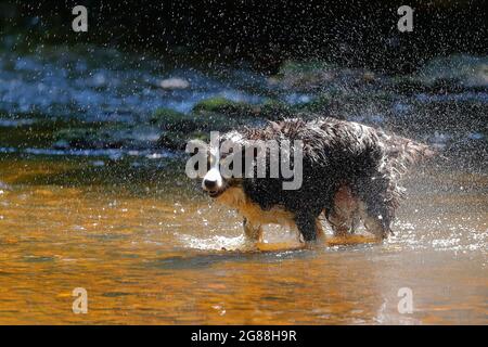 Un chien a vu s'agiter de l'eau Banque D'Images