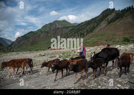 Bandipora, Inde. 18 juillet 2021. Un garçon déplace son troupeau de bovins près de la LOC dans le village de Chorwan de la vallée de Gurez.Gurez se trouve le long de la LOC dans la partie nord du Cachemire. Gurez est une vallée située dans la haute Himalaya, à environ 123 kilomètres de Srinagar dans le nord du Cachemire. À environ 2,400 mètres au-dessus du niveau de la mer, la vallée est entourée de montagnes enneigées. Crédit : SOPA Images Limited/Alamy Live News Banque D'Images