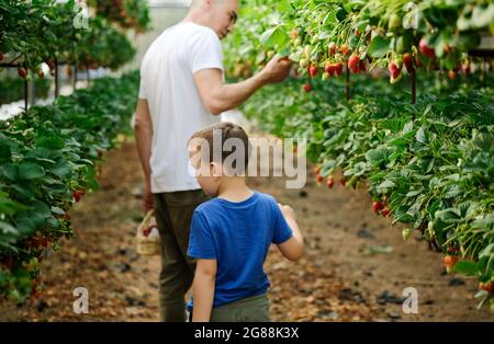 père et fils récoltant des fraises en serre. Photo de haute qualité Banque D'Images