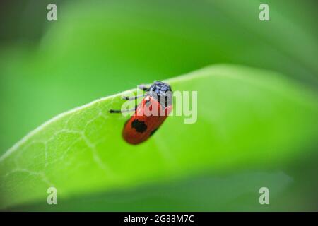 Coléoptère à cornes courtes ou coléoptère à sacs fourmis - Clytra laeviuscula Banque D'Images