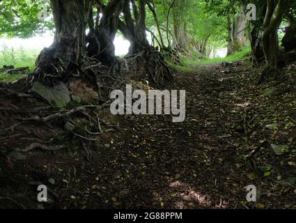 Enchevêtrement de racines d'arbre exposées le long d'un sentier caché sur une voie surcultivée à Herefordshire, Angleterre, Royaume-Uni Banque D'Images