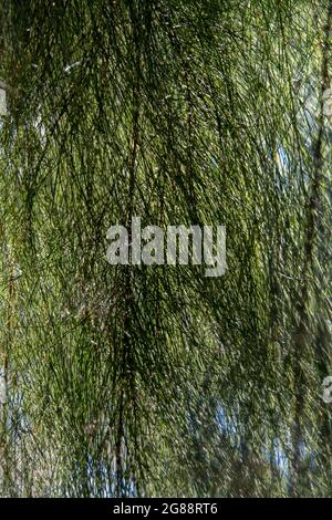 Gros plan du rideau de branches de Drooping She-Oak Tree, Allocasuarina verticillata. Forêt tropicale australienne dans le Queensland. Banque D'Images