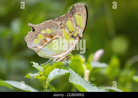 Un beau papillon tropical qui débarque sur la feuille d'une plante Banque D'Images