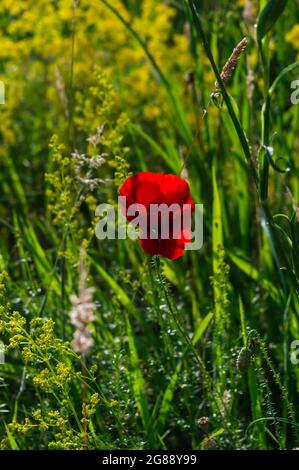 Image verticale un champ de pavot fleuissant dans un pré éclairé par le soleil de l'après-midi Banque D'Images