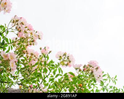 une belle haute image clé de roses délicates Banque D'Images