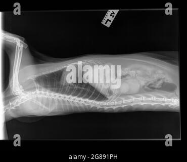 Radiographie d'un vieux chat femelle spayé. Vue latérale. Un chat suspecté d'être atteint d'une maladie rénale chronique (rénale). Une structure modifiée du rein gauche. Banque D'Images