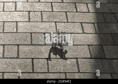Sécher la feuille d'érable sur les carreaux de la rue à l'automne, jour ensoleillé, en noir et blanc Banque D'Images