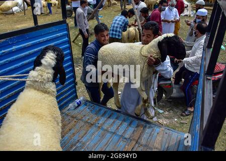 Srinagar, Inde. 18 juillet 2021. Un mouton est chargé dans un porteur sur un marché de bétail avant le festival Eid-al-Adha à Srinagar. Les musulmans du monde entier se préparent à célébrer le festival annuel d'Eid-al-Adha, ou le festival du sacrifice, qui marque la fin du pèlerinage du Hajj à la Mecque et en commémoration de la volonté du prophète Abraham de sacrifier son fils pour montrer l'obéissance à Dieu. (Photo de Saqib Majeed/SOPA Images/Sipa USA) crédit: SIPA USA/Alay Live News Banque D'Images