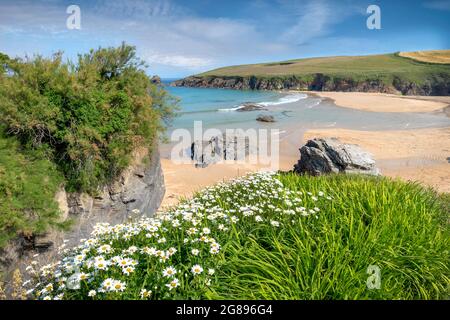 Vue imprenable sur les sables dorés et la beauté environnante et les promontoires de la baie de trevone sur la côte nord de cornwall Banque D'Images