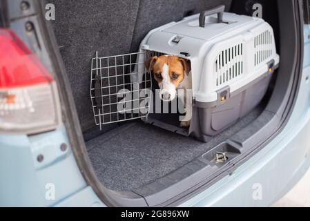 Le chien terrier Jack russell est assis dans une boîte de voyage dans le coffre d'une voiture. Voyager avec un animal de compagnie Banque D'Images