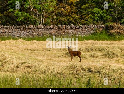 Stade de cerf de Virginie (Capranolus capranolus) dans un champ de culture coupé, Lothian est, Écosse, Royaume-Uni Banque D'Images