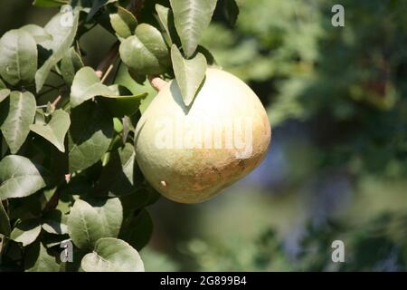 Fruits non mûrs de pomme de pierre ou de Bael indien (Aegle marmelos) Banque D'Images