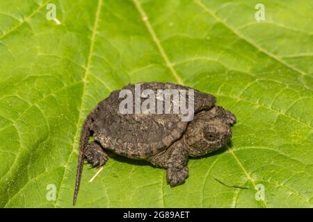 Tortue serpentine (Cheldra serpentina) Banque D'Images