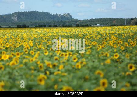 Blankenburg, Allemagne. 18 juillet 2021. Les ruines de la tour du château de Regenstein au-dessus d'un champ de tournesols. Depuis le Regenstein, les visiteurs ont une vue large sur la forêt de Harz. Le temps estival attire de nombreux visiteurs dans les montagnes Harz. Dans les jours à venir, il devrait rester chaud l'été. Credit: Matthias Bein/dpa-Zentralbild/ZB/dpa/Alay Live News Banque D'Images