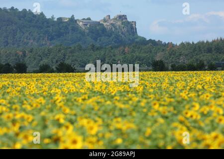 Blankenburg, Allemagne. 18 juillet 2021. Les ruines de la tour du château de Regenstein au-dessus d'un champ de tournesols. Depuis le Regenstein, les visiteurs ont une vue large sur la forêt de Harz. Le temps estival attire de nombreux visiteurs dans les montagnes Harz. Dans les jours à venir, il devrait rester chaud l'été. Credit: Matthias Bein/dpa-Zentralbild/ZB/dpa/Alay Live News Banque D'Images