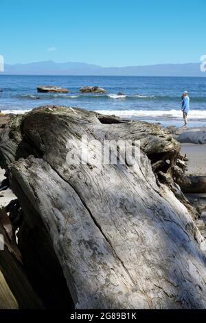 Randonneur sur la plage isolée Shi Shi Beach sur la côte Pacifique près de Neah Bay, , Parc national olympique, Washington Banque D'Images