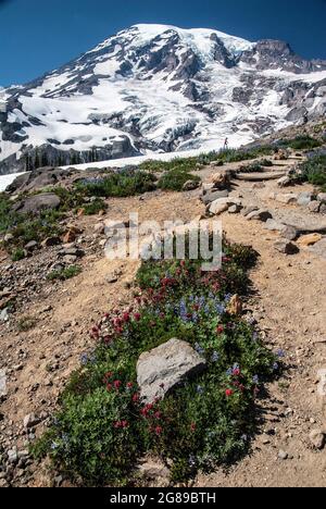 Fleurs sauvages sur la pente de Mt. Rainer, Mt. Parc national de Rainer, Washington Banque D'Images