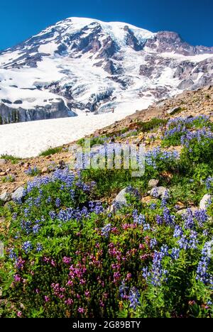 Fleurs sauvages sur la pente de Mt. Rainer, Mt. Parc national de Rainer, Washington Banque D'Images