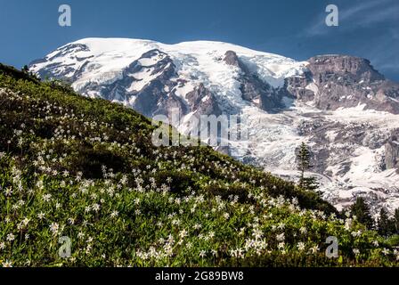 Fleurs sauvages sur la pente de Mt.Rainer, Mt.Rainer Banque D'Images