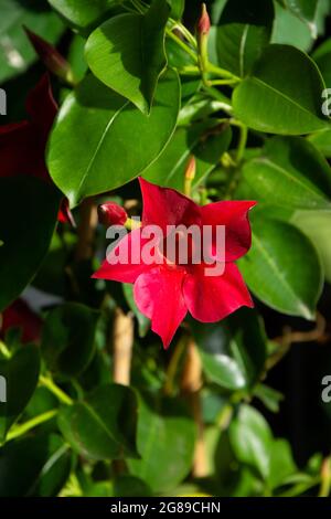 Fleur rouge Mandevilla laxa une fleur à la fin du soleil de printemps Banque D'Images