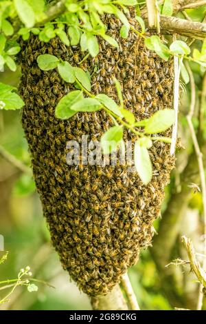 Essaim d’abeilles Banque D'Images