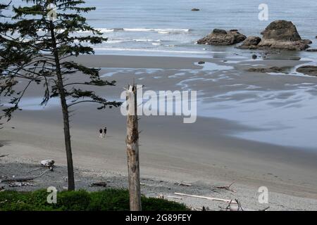 Marche le long de la plage, péninsule olympique, État de Washington, États-Unis, Nord-Ouest du Pacifique. Banque D'Images