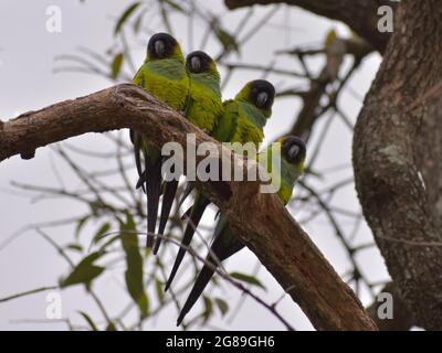 Groupe de parakeet de nanday (Aratinga nenday), également connu sous le nom de parakeet à capuchon noir, vu dans un parc à Buenos Aires, Argentine Banque D'Images