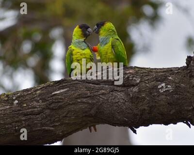 Groupe de parakeet de nanday (Aratinga nenday), également connu sous le nom de parakeet à capuchon noir, vu dans un parc à Buenos Aires, Argentine Banque D'Images