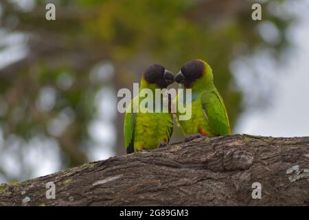 Groupe de parakeet de nanday (Aratinga nenday), également connu sous le nom de parakeet à capuchon noir, vu dans un parc à Buenos Aires, Argentine Banque D'Images