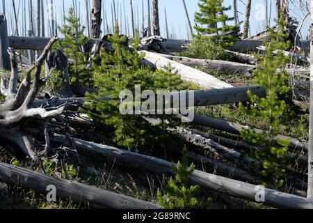 Reboisement par les pins de lodgepole après les feux de forêt dans le parc national de Yellowstone, Wyoming, Etats-Unis. Banque D'Images