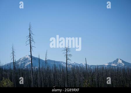 Reboisement par les pins de lodgepole après les feux de forêt dans le parc national de Yellowstone, Wyoming, Etats-Unis. Banque D'Images