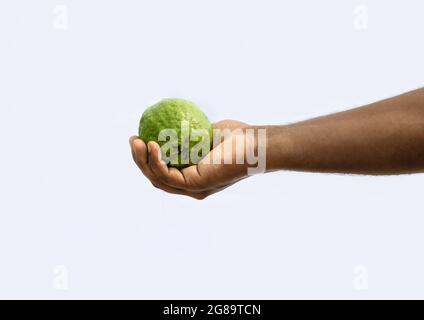 Fruits de goyave frais bio sur une main mâle isolée sur fond blanc Banque D'Images