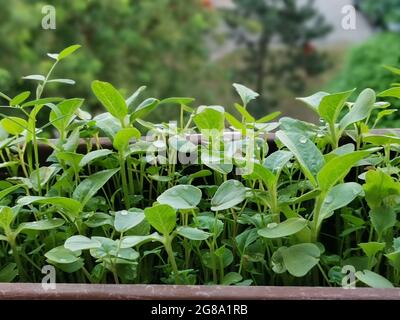 Un gros plan de la plante de Chickweed laisse sur un fond flou Banque D'Images