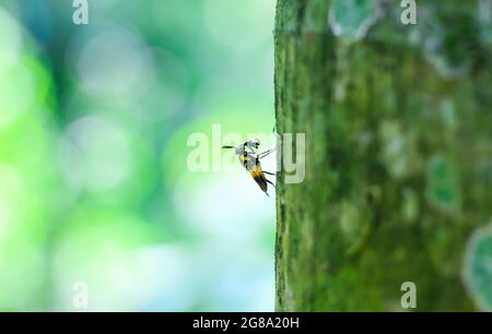 Bumble Bee sur arbre avec fond vert et bokeh. Banque D'Images